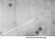 AFDIL Photomicrograph marked: '99C-0438-91A Roll 9 slide 26', depicting shaft and root of hair