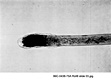 AFDIL Photomicrograph marked: '99C-0438-75A Roll 8 Slide 03.jpg', depicting hair root and shaft under increased magnification