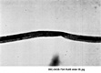 AFDIL Photomicrograph marked: '99C-0438-75A Roll 8 Slide 06.jpg', depicting hair shaft