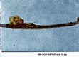 AFDIL Photomicxograph depicting hair root and marked: '99C-0438-46A Roll 3 Slide 03.jpg'