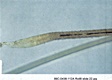 AFDIL Photomicrograph marked: '99C-0438-112A Roll 8 slide 22.jpg' depicting hair root